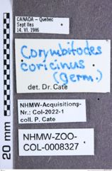 Etiketten zu Corymbitodes lobatus (Eschscholtz, 1822) (NHMW-ZOO-COL-0008327)